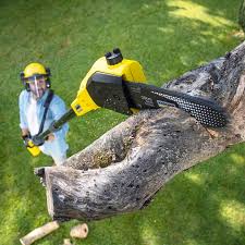 Best Tree Removal Service  in Hamlin, TX