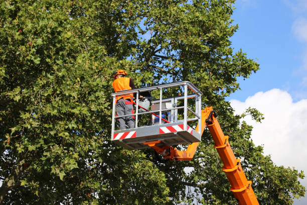 Why Choose Our Tree Removal Services in Hamlin, TX?